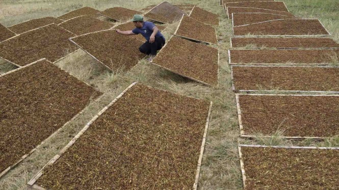 Bupati Situbondo Tegas Membela Petani Tembakau: “Hentikan Kebijakan yang Bisa Hilangkan Pekerjaan Mereka”